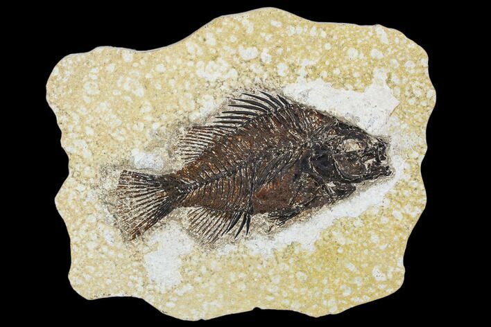 Fossil Fish (Cockerellites) - Green River Formation #107886